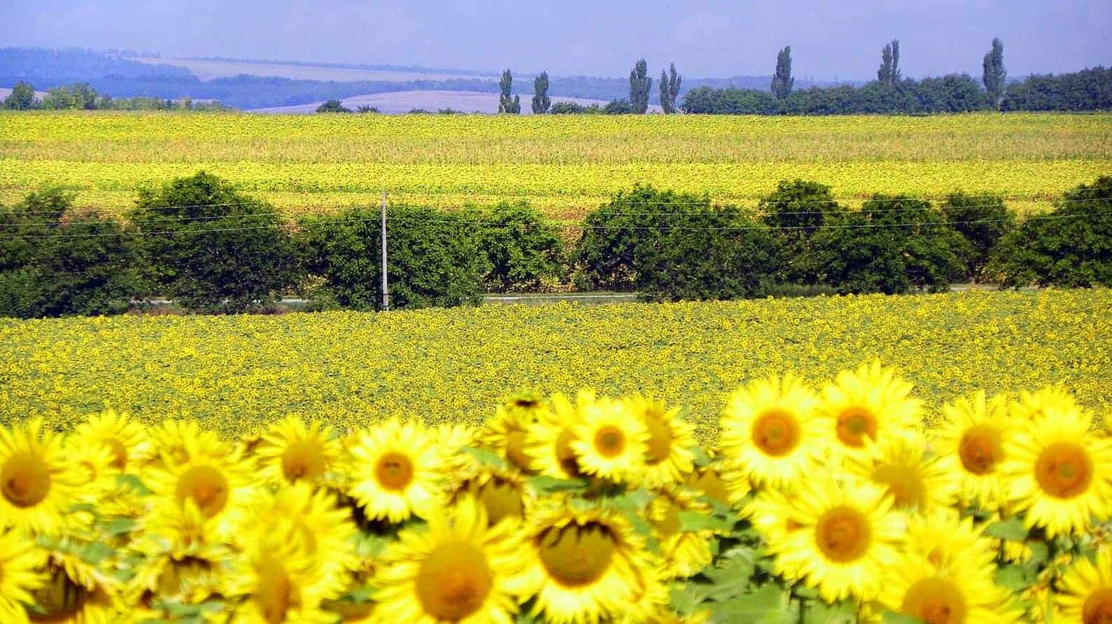 Sunflowers in field, Ukraine